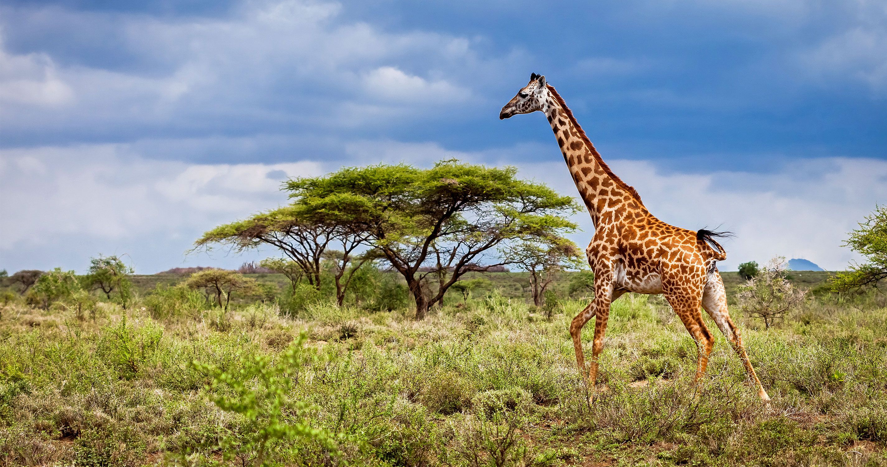 Safari