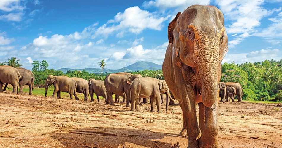 Sri Lanka - Za Poznanim a odpocinkem