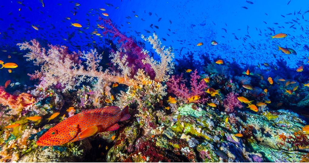 Park Narodowy Wadi el Gemal