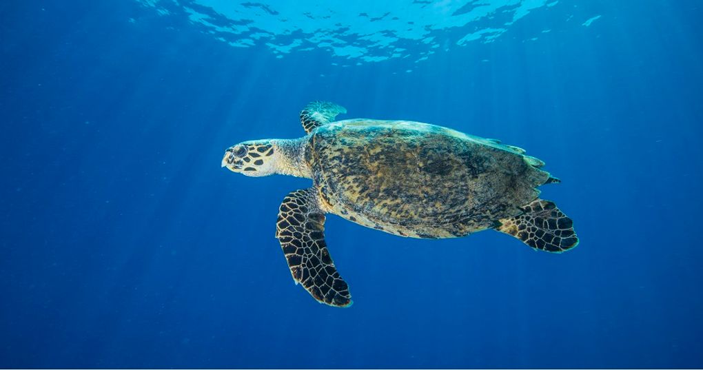 Park Narodowy Wadi el Gemal