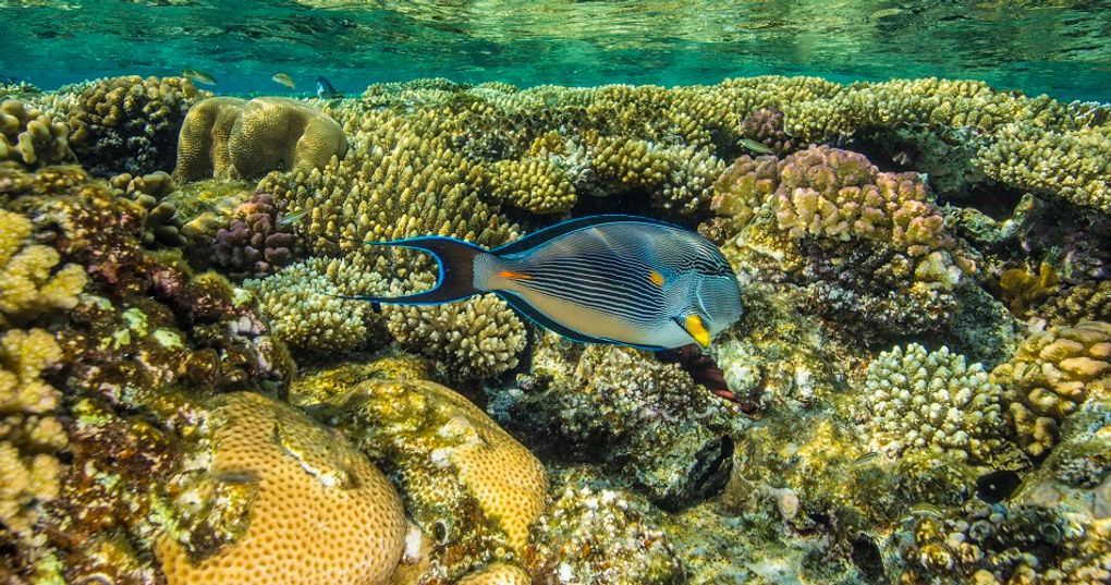 Park Narodowy Wadi el Gemal