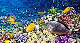 Egypt - Marsa Alam - FM