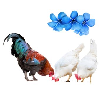 Slepička pro chov a vajíčka