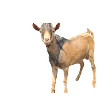 Koza pro Rwandu