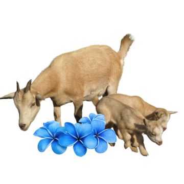 Koza pro chov a mléko