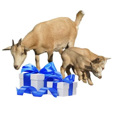 Koza na chov a mléko