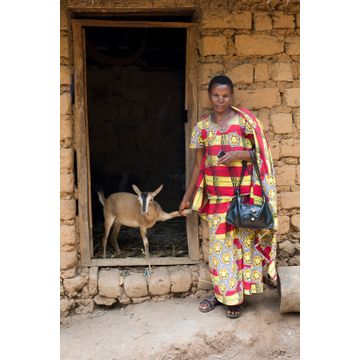 Koza pro chov a mléko