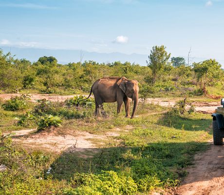Safari Saadani S Relaxem Na Zanzibaru