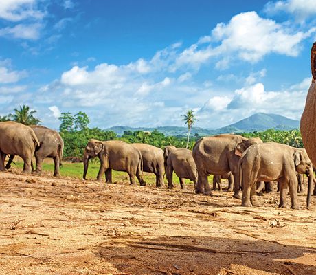 Sri Lanka - Za Poznanim a odpocinkem