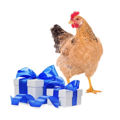 Slepička pro chov a vajíčka