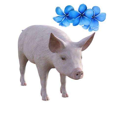Prasátko pro chov