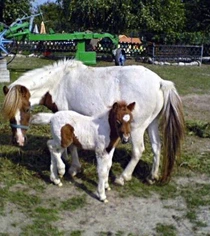 Zemědělský skanzen U Havlíčků - Zoopark