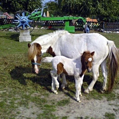 Zemědělský skanzen U Havlíčků - Zoopark