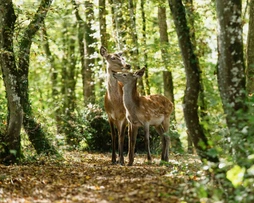 Bambi: Příběh života z lesů