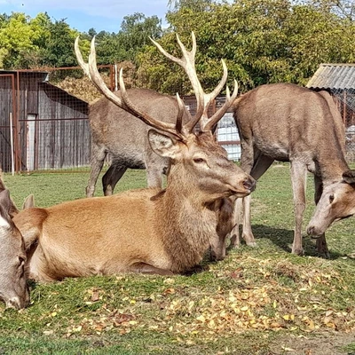 Zoopark jeleni Homole