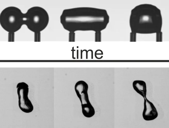 Fig1 EN 1