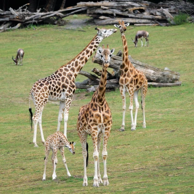 Zoo Praha