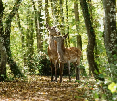 Bambi: Příběh života z lesů