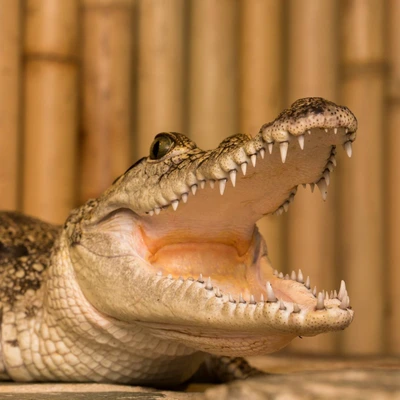 Krokodýlí zoo Praha