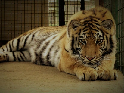 Faunapark Zoo Horní Lipová