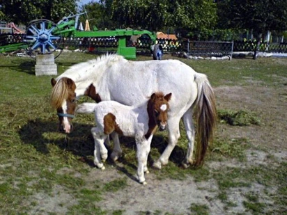 Zemědělský skanzen U Havlíčků - Zoopark